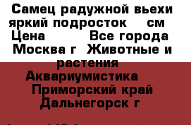 Самец радужной вьехи яркий подросток 15 см › Цена ­ 350 - Все города, Москва г. Животные и растения » Аквариумистика   . Приморский край,Дальнегорск г.